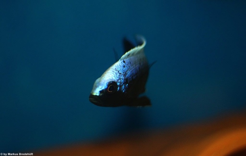 Copadichromis trewavasae 'Lupingu'